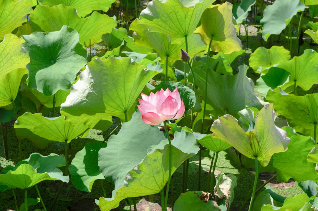 Secretul Cleopatrei: Floarea care îi păstra tenul tânăr la 40 de grade Celsius Secretul Cleopatrei: Floarea care îi păstra tenul tânăr la 40 de grade Celsius